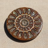 Ammonite