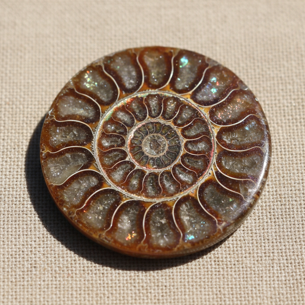 Ammonite