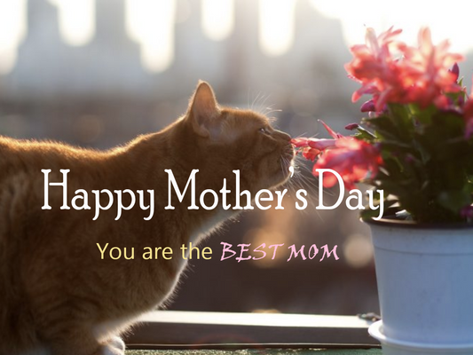 Best Mother's Day Gifts for the Cat Mom/You